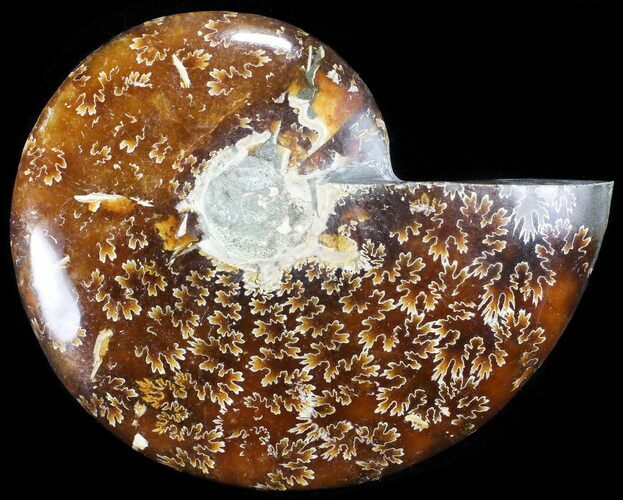 Polished, Agatized Ammonite (Cleoniceras) - Madagascar #60741